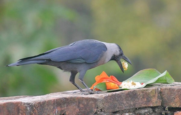 kaag-tihar